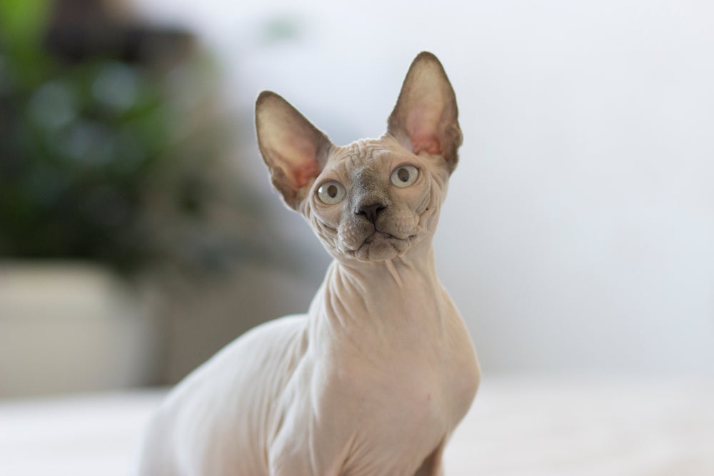 Gato Sphynx sentado olhando para foto